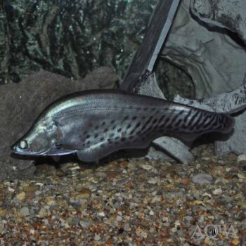 Royal Clown Knifefish (Chitala blanci)