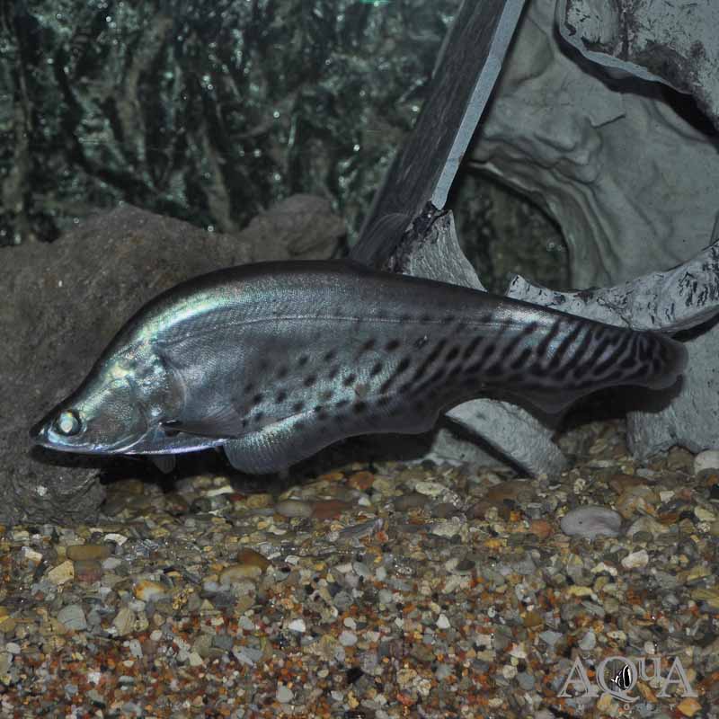 Royal Clown Knifefish (Chitala blanci)