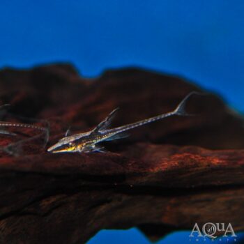 Royal Farlowella / Whiptail Catfish (Sturisomatichthys panamensis)