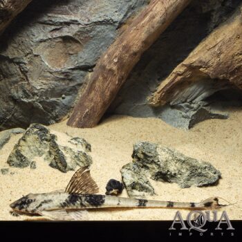 Marble Royal Whiptail Catfish (Loricaria cf. similimma)