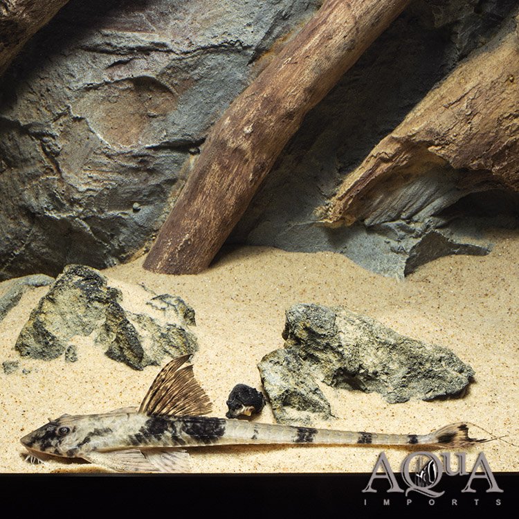 Marble Royal Whiptail Catfish (Loricaria cf. similimma)