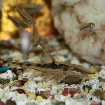Royal Farlowella (Sturisomatichthys aureus)