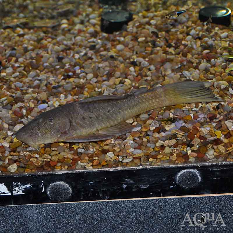 Giant Rubberlip Pleco (Chaetostoma brevilabiatum)