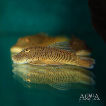 Rubber Pleco (Chaetostoma cf. formosae)