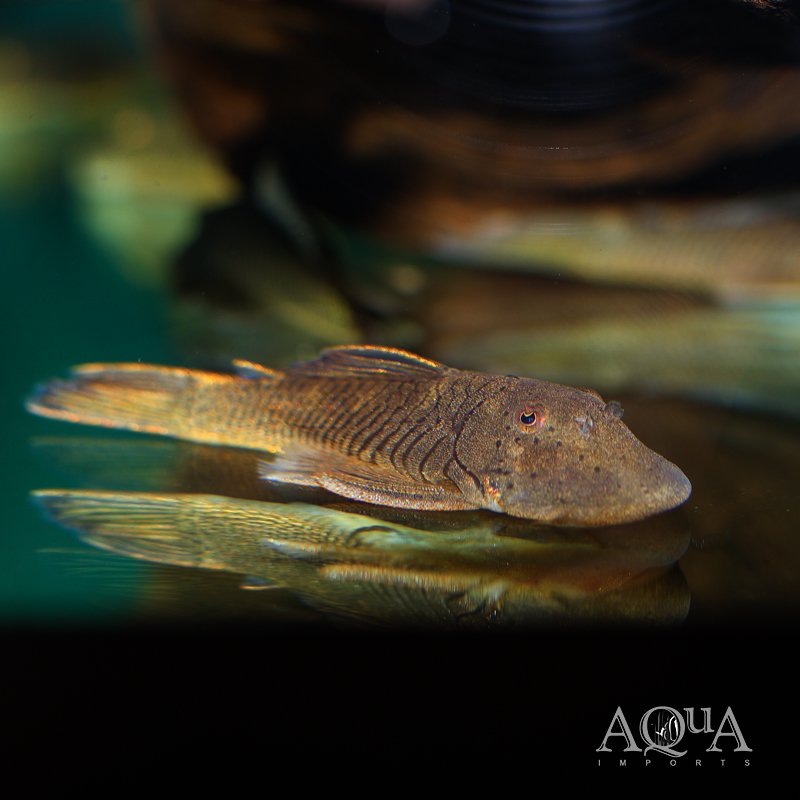 Rubber Pleco (Chaetostoma cf. formosae)