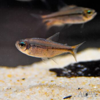 Rubra Tetra (Moenkhausia rubra)