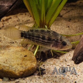 Apistogramma rubrolineata