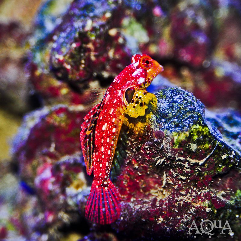 Ruby Red Dragonet (Synchiropus sycorax)