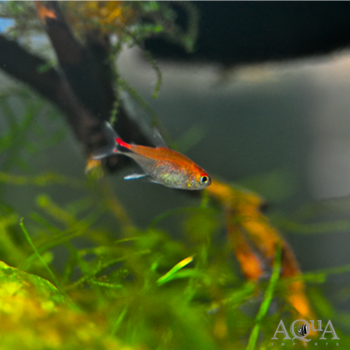 Ruby Tetra (Axelrodia riesei)