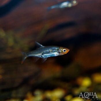 Rummynose Rasbora (Sawbwa resplendens)