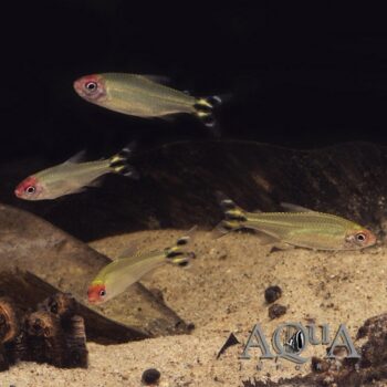 Rummynose Tetra (Petitella rhodostomus)