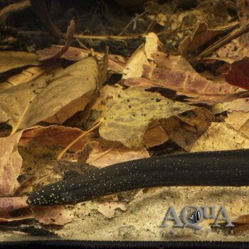 South American Lungfish (Lepidosiren paradoxa)