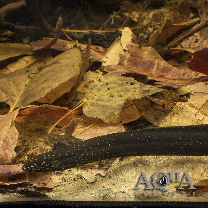 South American Lungfish (Lepidosiren paradoxa)