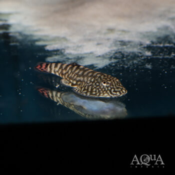 SK01 Pink Tail Borneo Sucker Loach (Gastromyzon sp. SK01)