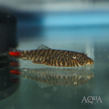 SK02 Red Tail Borneo Sucker Loach (Gastromyzon sp. SK02)