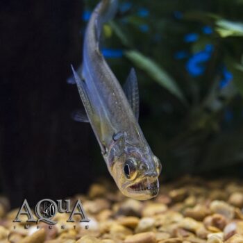 Sabertooth Barracuda / Payara (Hydrolycus scomberoides)