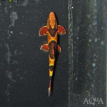 Saddle Back Loach (Homaloptera cf. parclitella)