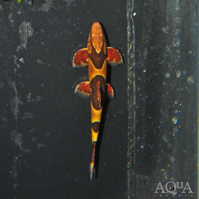 Saddle Back Loach (Homaloptera cf. parclitella)