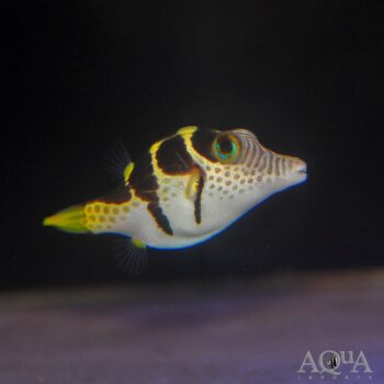 Saddle Valentini Puffer (Canthigaster valentini)