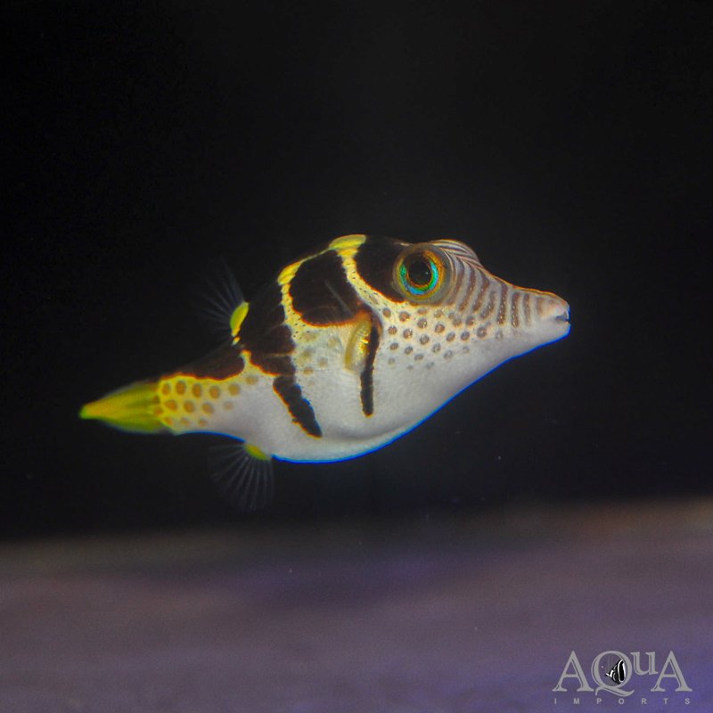 Saddle Valentini Puffer (Canthigaster valentini)