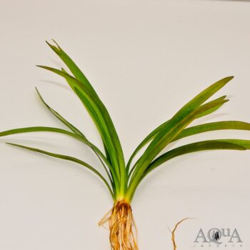Sagittaria 'Chilensis' (Sagittaria platyphylla)