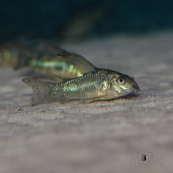 Sailfin Peppered Cory (Hoplisoma paleatus)