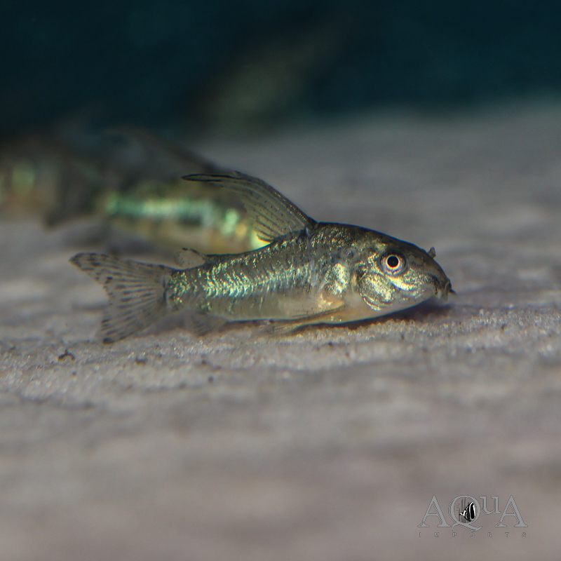 Sailfin Peppered Cory (Hoplisoma paleatus)