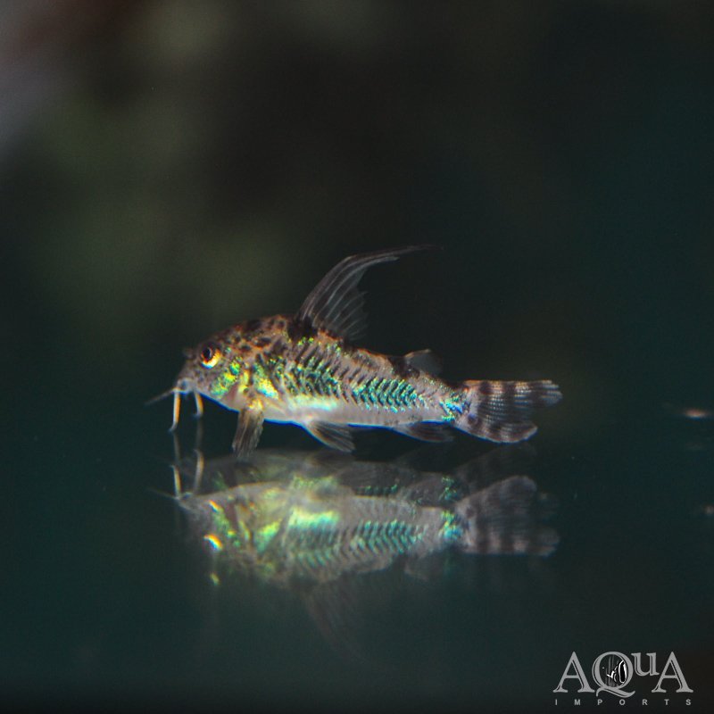 Sailfin Peppered Cory (Hoplisoma paleatus)