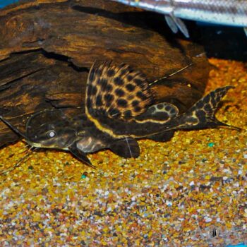 Sailfin Pim (Leiarus pictus)