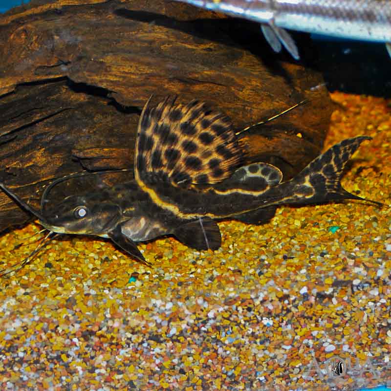 Sailfin Pim (Leiarus pictus)