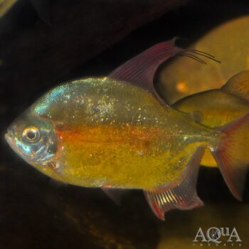 Sailfin Red Hook Silver Dollar (Myleus setiger)