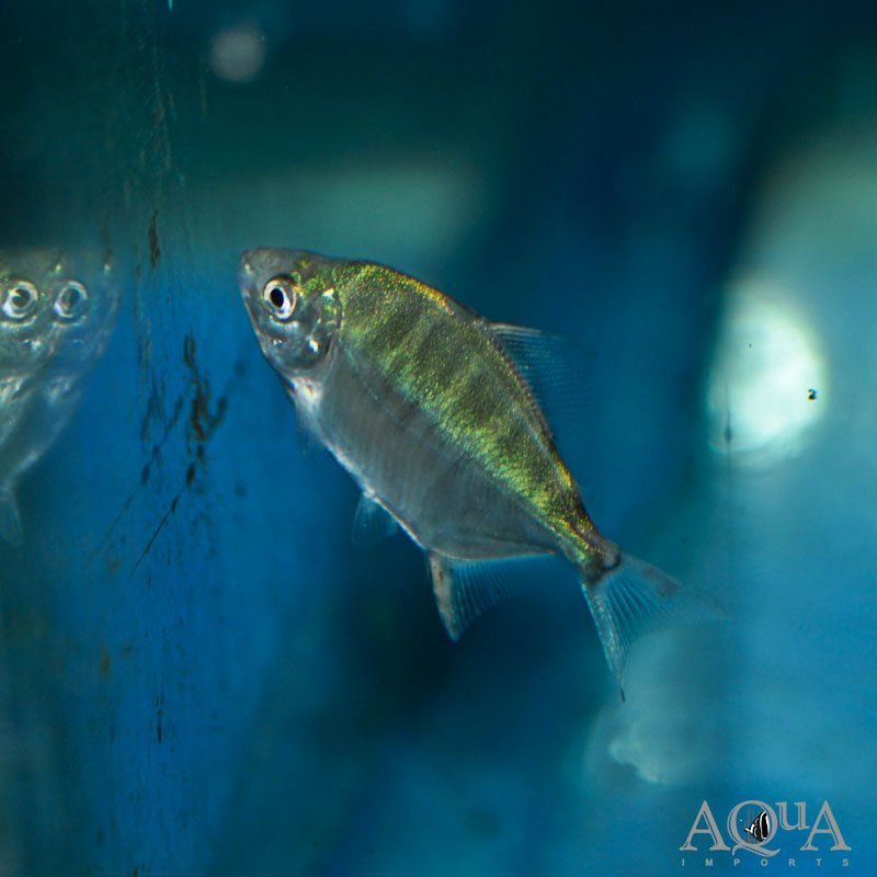 Sailfin Red Hook Silver Dollar (Myleus setiger)