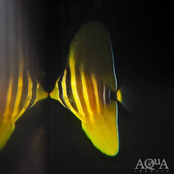 Sailfin Tang (Zebrasoma veliferum)