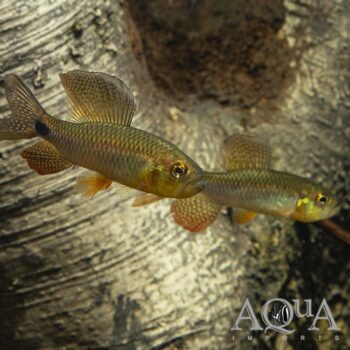 Sailfin Tetra (Crenuchus spilurus)