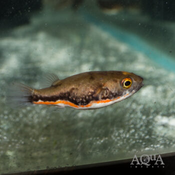 Samurai Puffer (Dichotomyctere erythrotaenia)