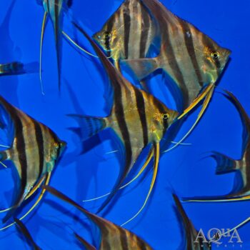 Rio Negro Altum Angel (Pterophyllum altum)