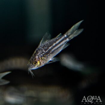 San Juan Cory (Gastrodermus bilineatus)