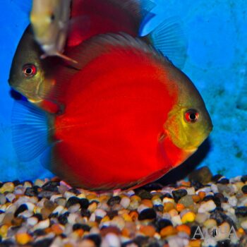 San Merah Discus (Symphysodon discus)