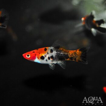 Sanke Koi Swordtail (Xiphophorus helleri)