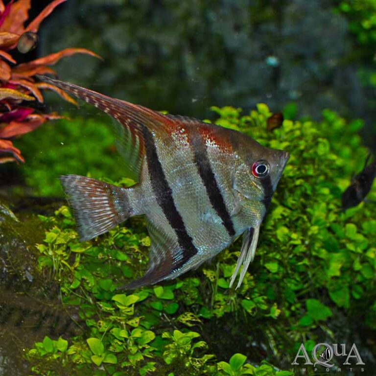 Santa Isabel Angelfish (Pterophyllum scalare)