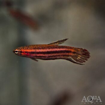 Scarlet Betta (Betta coccina)