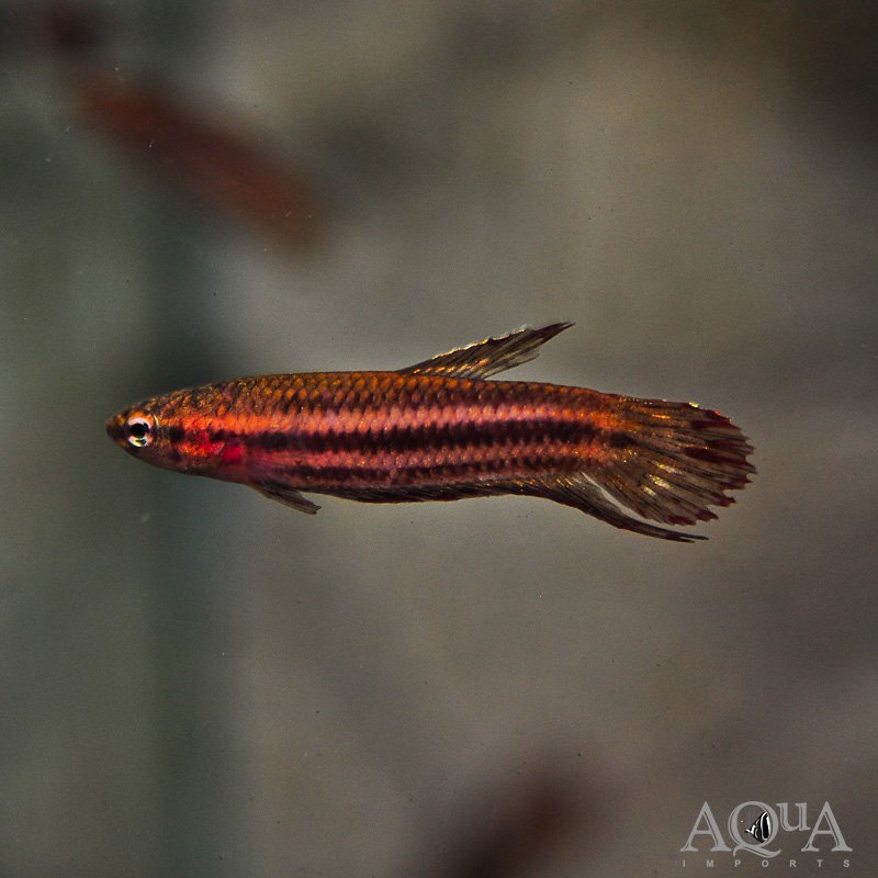 Scarlet Betta (Betta coccina)