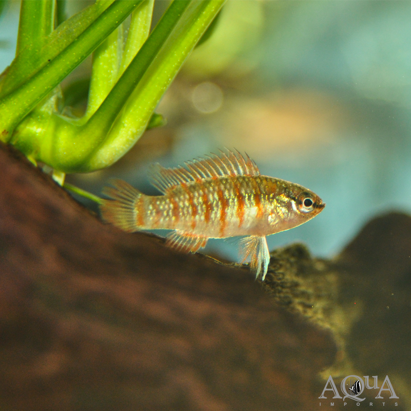 Scarlet Badis (Dario dario)