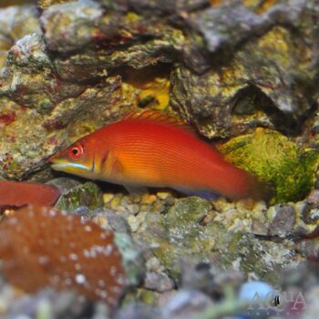 Scarlet Pin Stripe Wrasse (Pseudocheilinus evanidus)