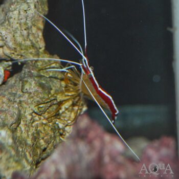Scarlet Skunk Cleaner Shrimp (Lysmata amboinensis)