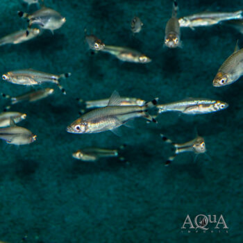Scissortail Rasbora (Rasbora trilineata)