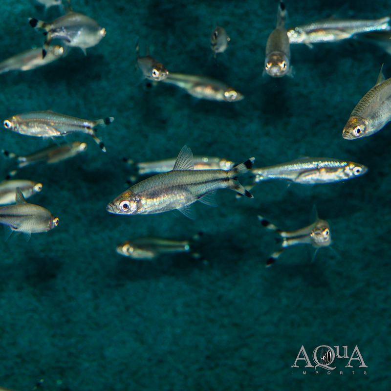 Scissortail Rasbora (Rasbora trilineata)
