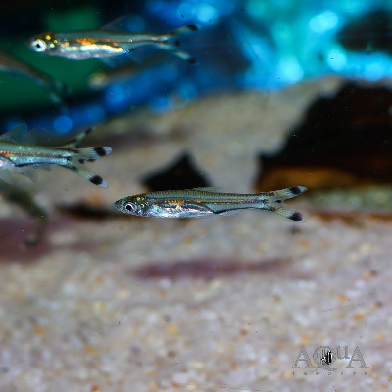Scissortail Rasbora (Rasbora trilineata)