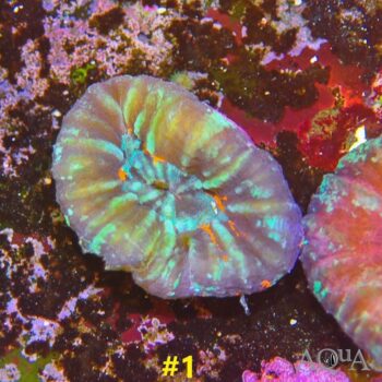 WYSIWYG Scolymia (Homophyllia australis)