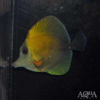 Scopas Tang (Zebrasoma scopas)